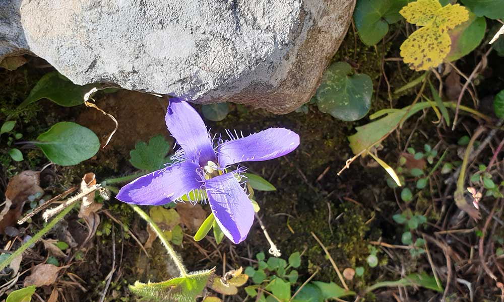 Roßkogel