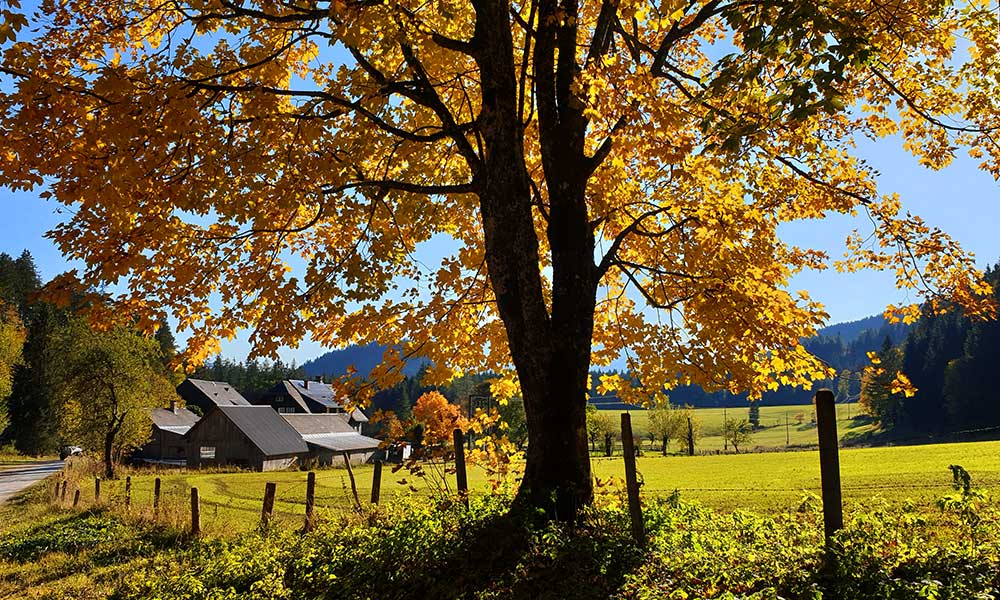 Türkenkogel