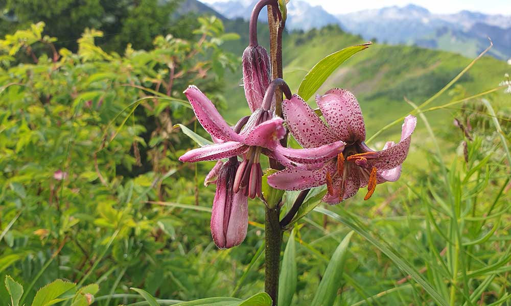 Zafernhorn