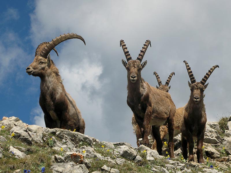 Steinbock