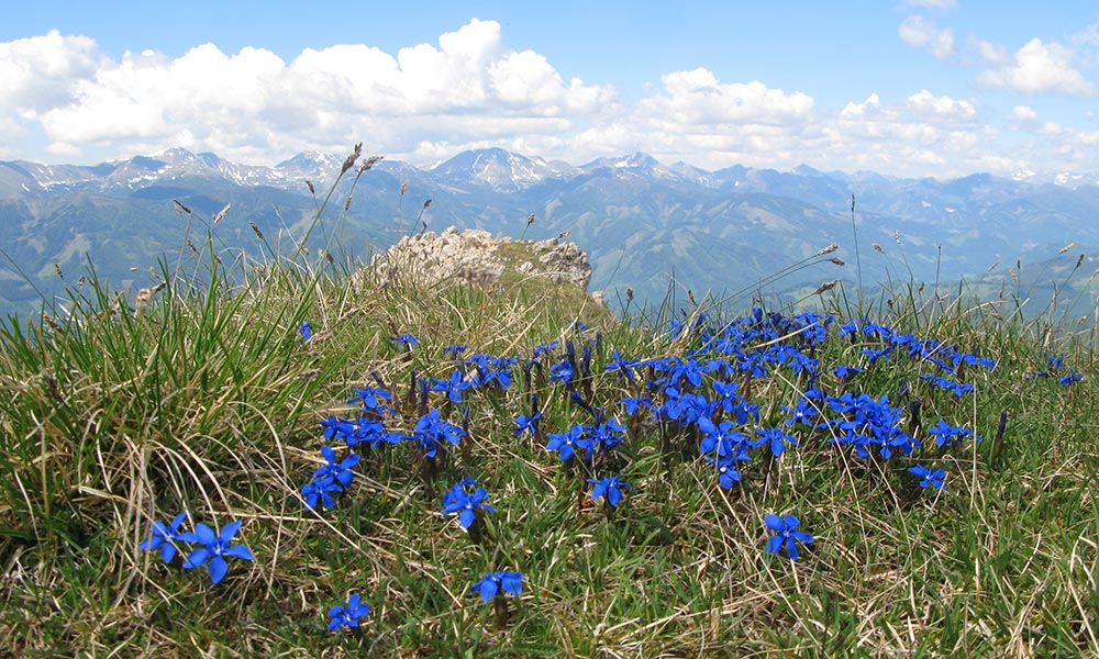 Frühlingsenzian