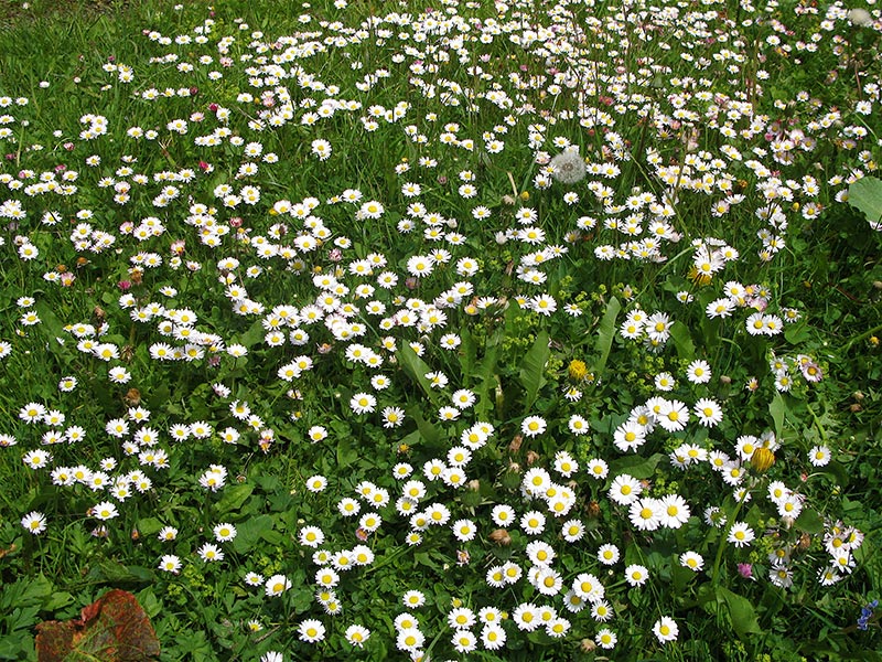 Gänseblümchen