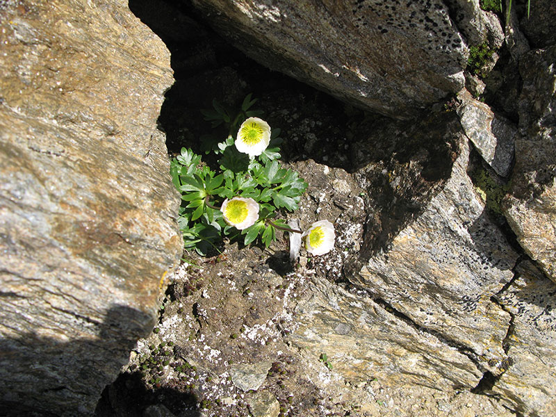 Gletscherhahnenfuß