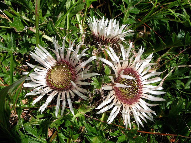 Silberdistel