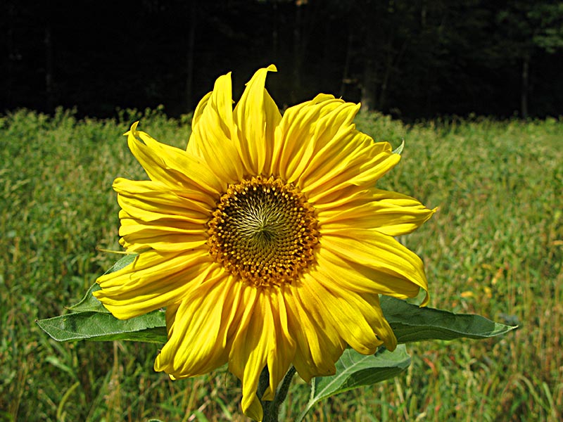 sonnenblume