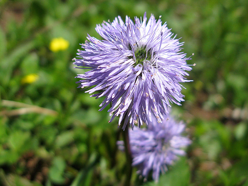 Kugelblume