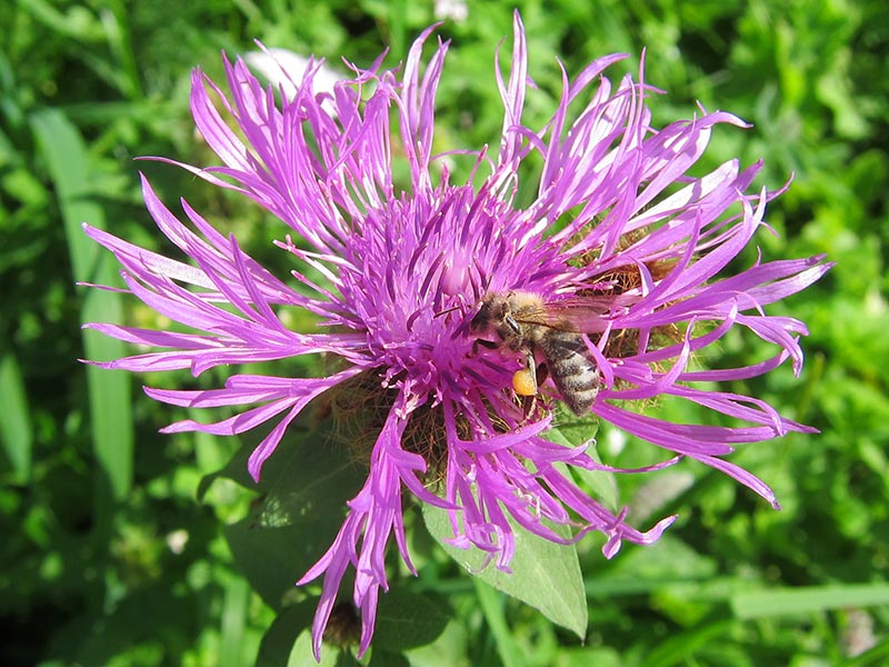 Wiesenflockenblume