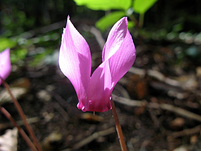 Alpenveilchen